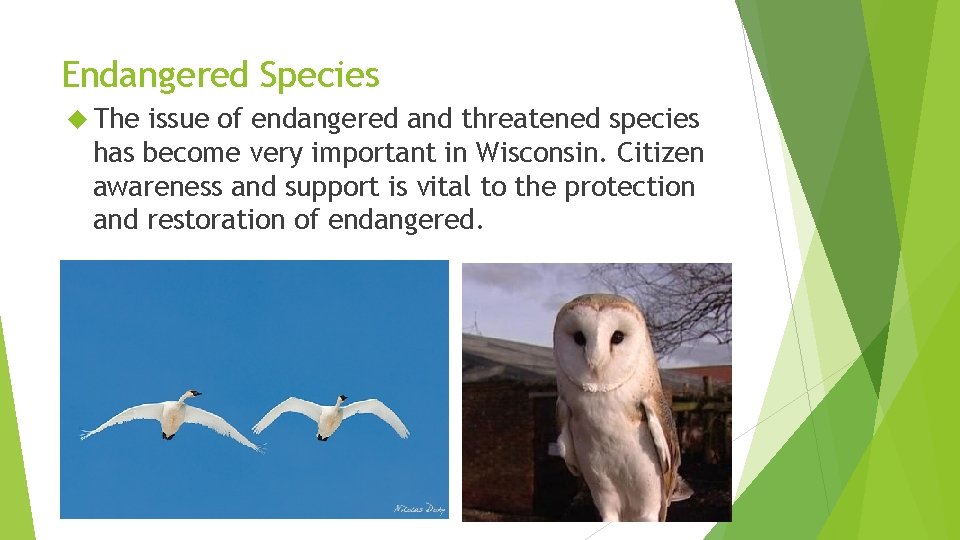 Endangered Species The issue of endangered and threatened species has become very important in