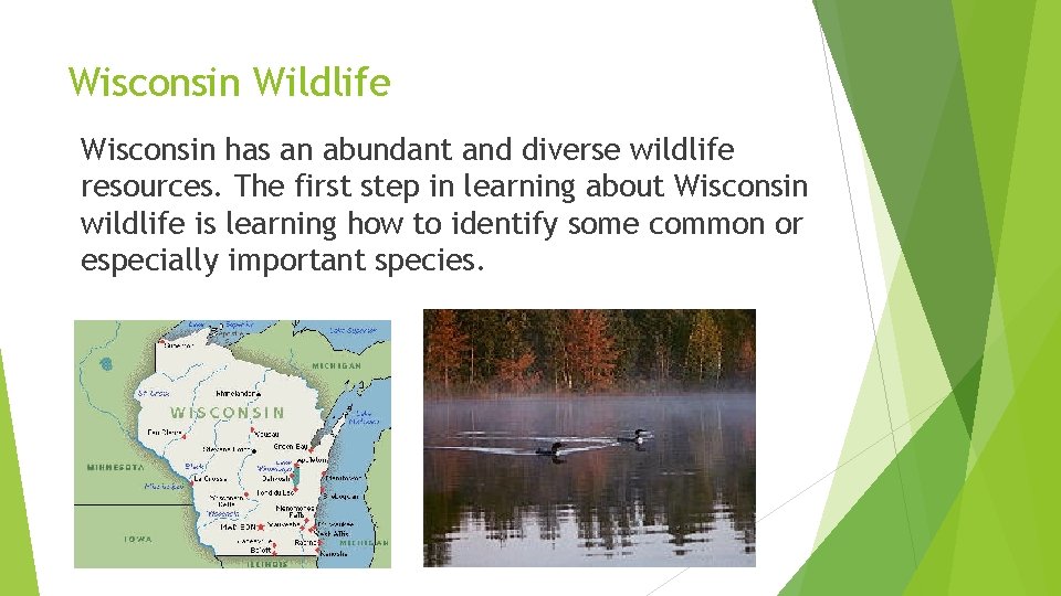 Wisconsin Wildlife Wisconsin has an abundant and diverse wildlife resources. The first step in