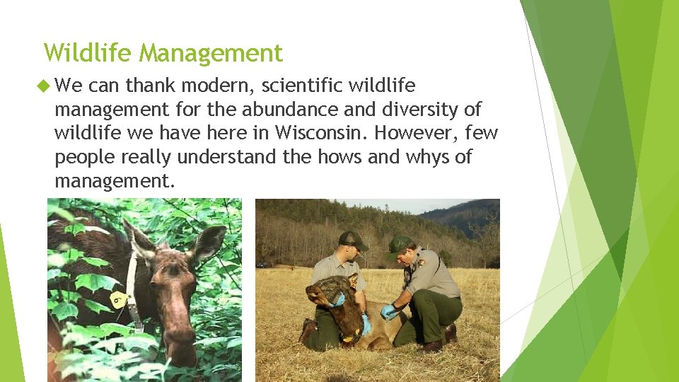 Wildlife Management We can thank modern, scientific wildlife management for the abundance and diversity