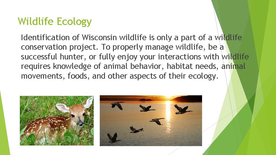 Wildlife Ecology Identification of Wisconsin wildlife is only a part of a wildlife conservation