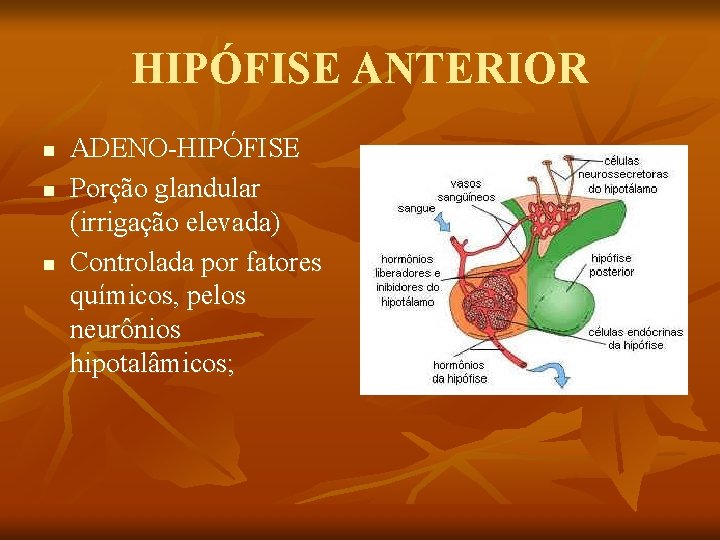 HIPÓFISE ANTERIOR n n n ADENO-HIPÓFISE Porção glandular (irrigação elevada) Controlada por fatores químicos,