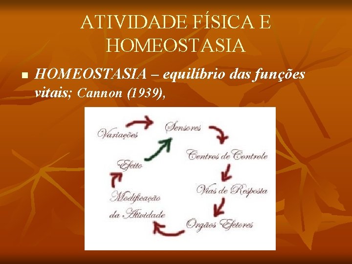ATIVIDADE FÍSICA E HOMEOSTASIA n HOMEOSTASIA – equilíbrio das funções vitais; Cannon (1939), 