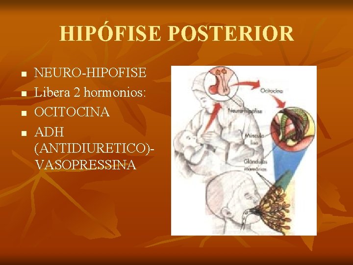 HIPÓFISE POSTERIOR n n NEURO-HIPOFISE Libera 2 hormonios: OCITOCINA ADH (ANTIDIURETICO)VASOPRESSINA 