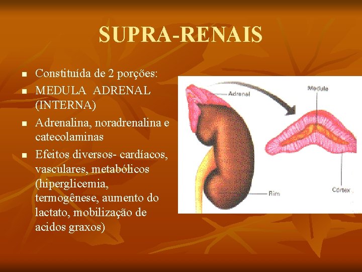 SUPRA-RENAIS n n Constituída de 2 porções: MEDULA ADRENAL (INTERNA) Adrenalina, noradrenalina e catecolaminas