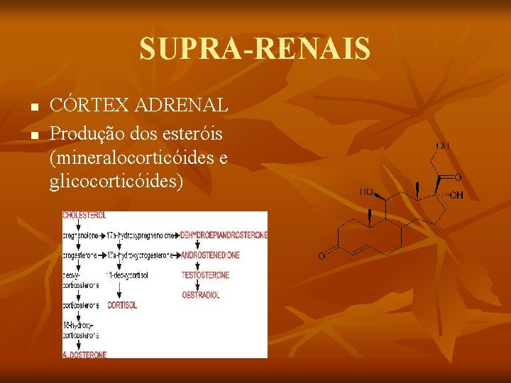 SUPRA-RENAIS n n CÓRTEX ADRENAL Produção dos esteróis (mineralocorticóides e glicocorticóides) 