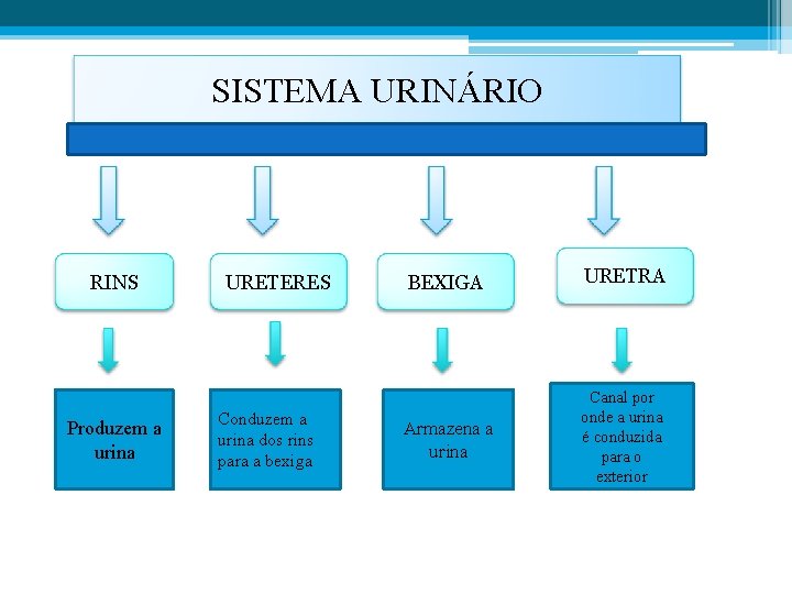 SISTEMA URINÁRIO RINS Produzem a urina URETERES Conduzem a urina dos rins para a
