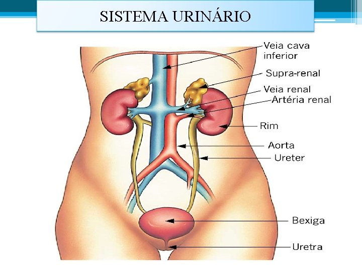 SISTEMA URINÁRIO 