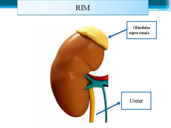 RIM Glândulas supra-renais Ureter 