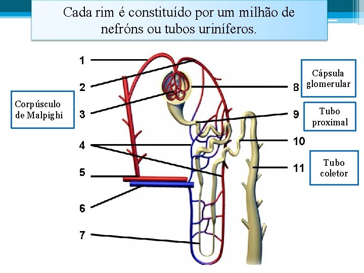 Cada rim é constituído por um milhão de nefróns ou tubos uriníferos. Cápsula glomerular