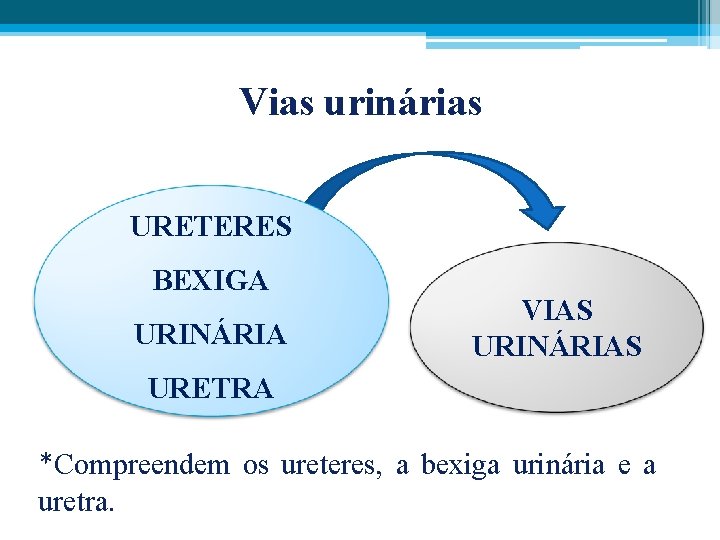 Vias urinárias URETERES BEXIGA URINÁRIA VIAS URINÁRIAS URETRA *Compreendem os ureteres, a bexiga urinária