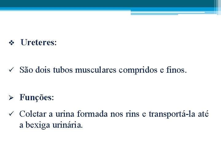 v Ureteres: ü São dois tubos musculares compridos e finos. Ø Funções: ü Coletar