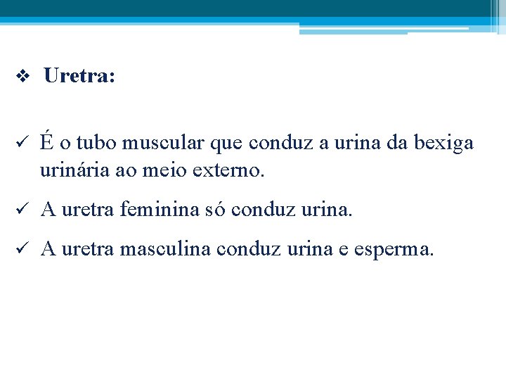 v Uretra: ü É o tubo muscular que conduz a urina da bexiga urinária