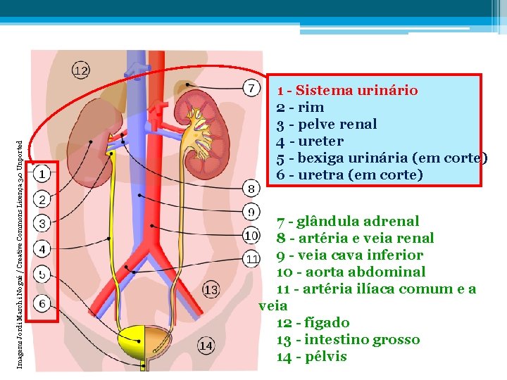 Imagem: Jordi March i Nogué / Creative Commons Licença 3. 0 Unported 1 -