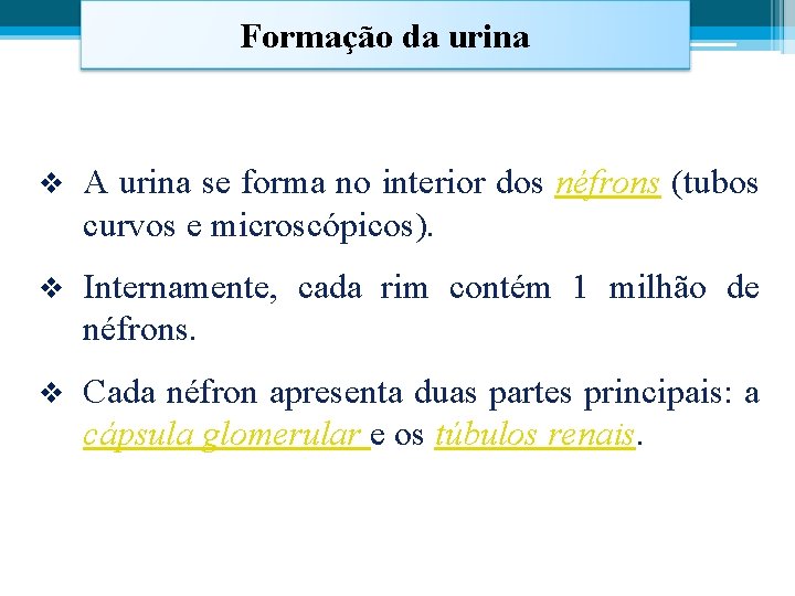 Formação da urina v A urina se forma no interior dos néfrons (tubos curvos