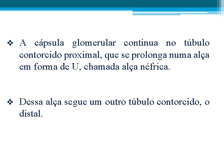 v A cápsula glomerular continua no túbulo contorcido proximal, que se prolonga numa alça