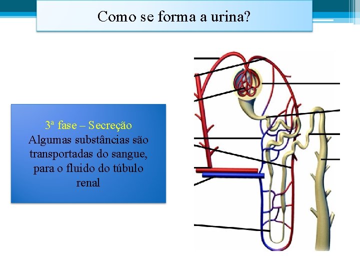 Como se forma a urina? 3ª fase – Secreção Algumas substâncias são transportadas do