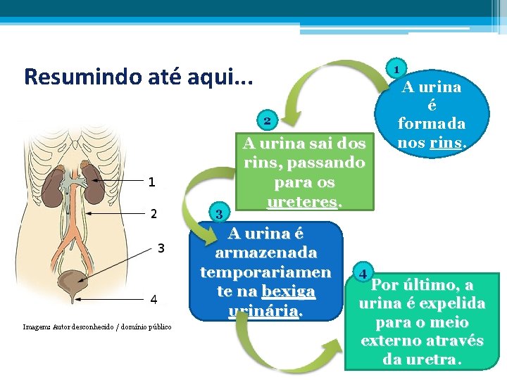 Resumindo até aqui. . . 1 2 3 A urina sai dos rins, passando