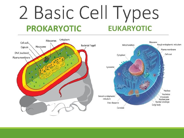 2 Basic Cell Types PROKARYOTIC EUKARYOTIC 