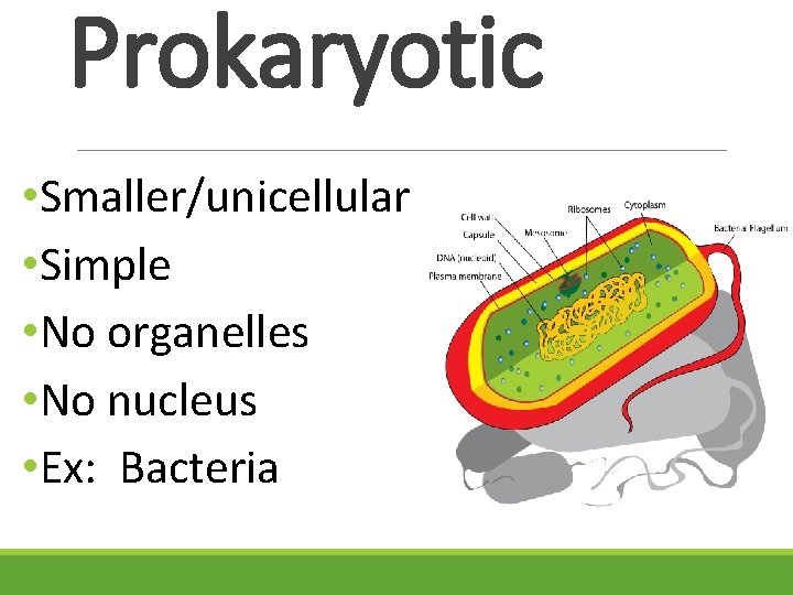 Prokaryotic • Smaller/unicellular • Simple • No organelles • No nucleus • Ex: Bacteria