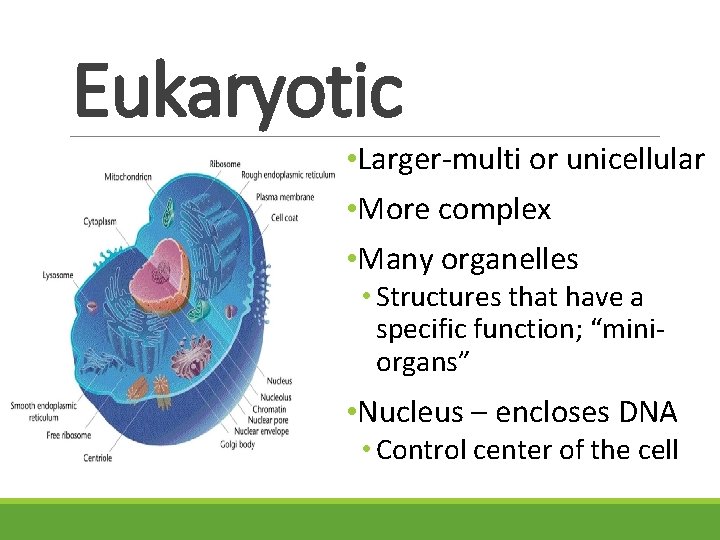 Eukaryotic • Larger-multi or unicellular • More complex • Many organelles • Structures that