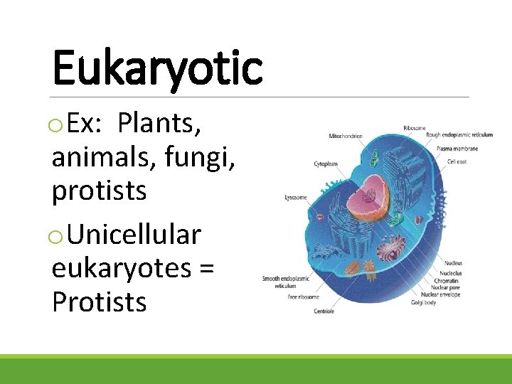 Eukaryotic o. Ex: Plants, animals, fungi, protists o. Unicellular eukaryotes = Protists 