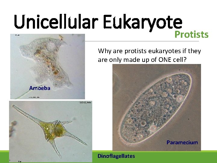 Unicellular Eukaryote. Protists Why are protists eukaryotes if they are only made up of