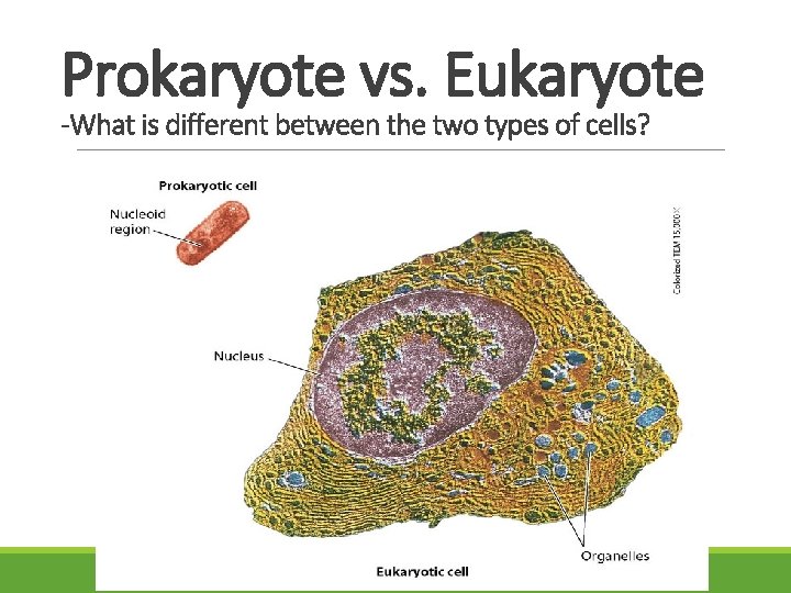 Prokaryote vs. Eukaryote -What is different between the two types of cells? 