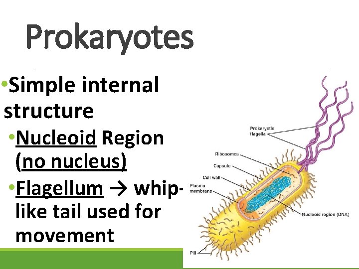 Prokaryotes • Simple internal structure • Nucleoid Region (no nucleus) • Flagellum → whiplike