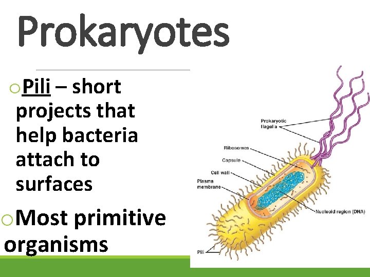 Prokaryotes o. Pili – short projects that help bacteria attach to surfaces o. Most