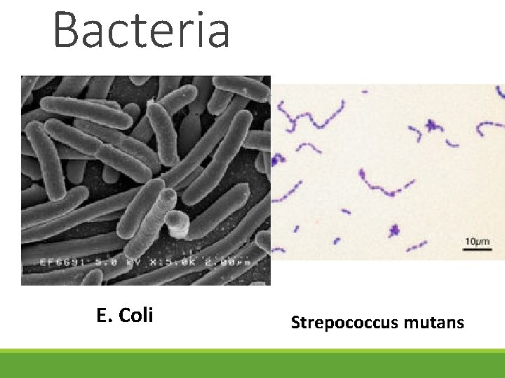 Bacteria E. Coli Strepococcus mutans 