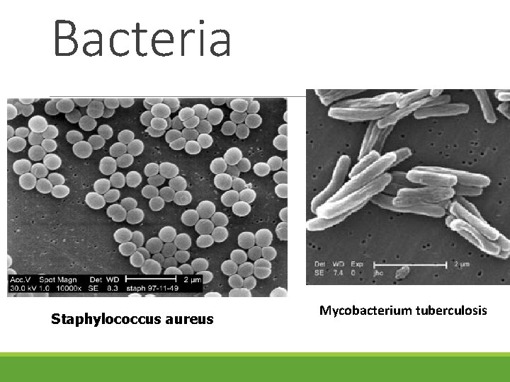 Bacteria Staphylococcus aureus Mycobacterium tuberculosis 