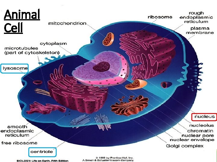 Animal Cell 