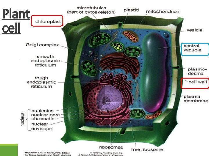Plant cell 