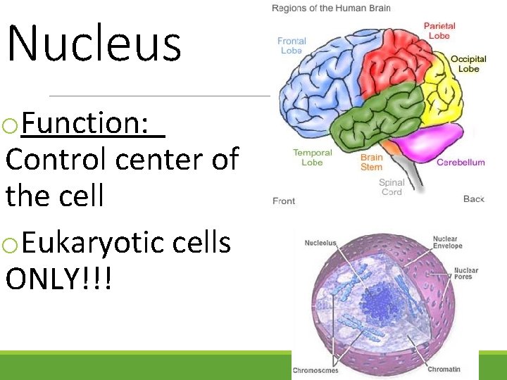 Nucleus o. Function: Control center of the cell o. Eukaryotic cells ONLY!!! 