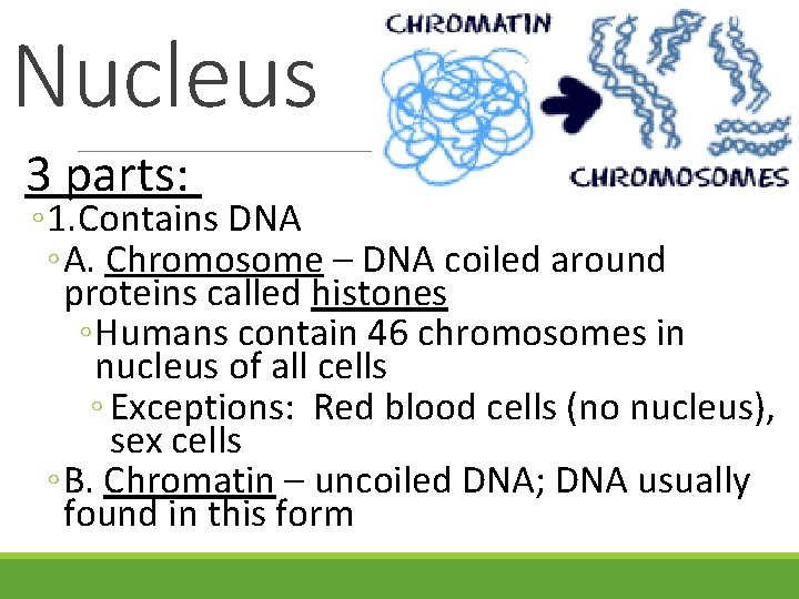 Nucleus 3 parts: ◦ 1. Contains DNA ◦ A. Chromosome – DNA coiled around