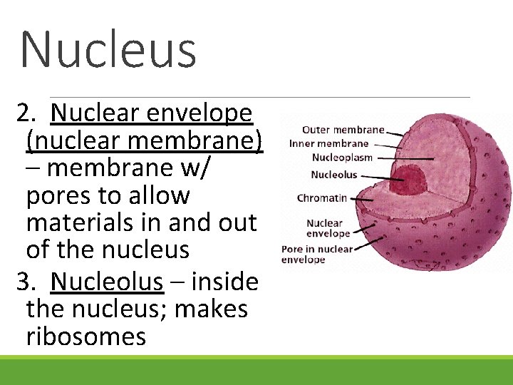 Nucleus 2. Nuclear envelope (nuclear membrane) – membrane w/ pores to allow materials in