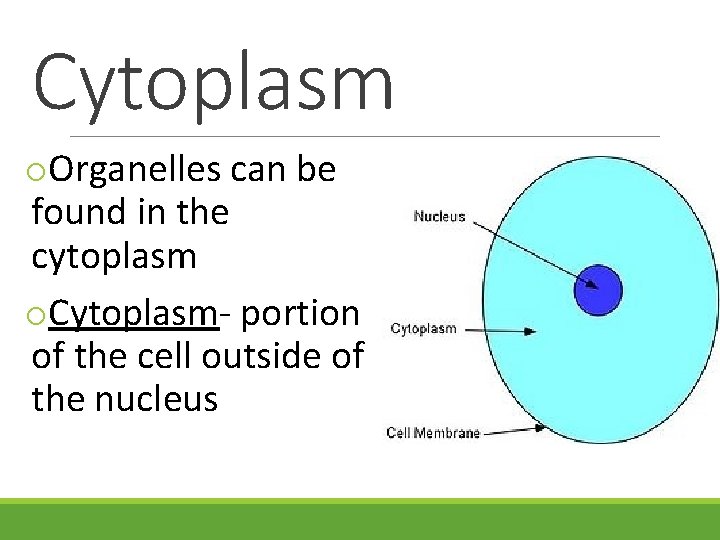 Cytoplasm o. Organelles can be found in the cytoplasm o. Cytoplasm- portion of the