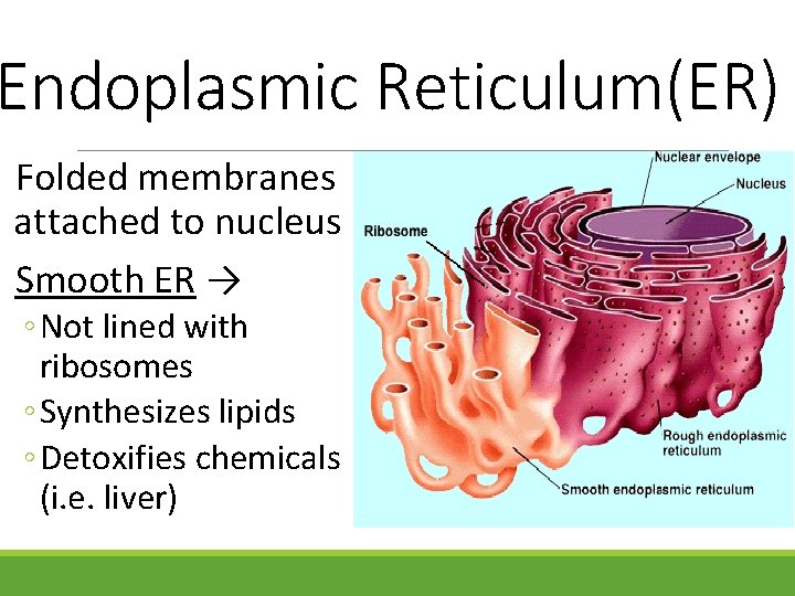 Endoplasmic Reticulum(ER) Folded membranes attached to nucleus Smooth ER → ◦ Not lined with