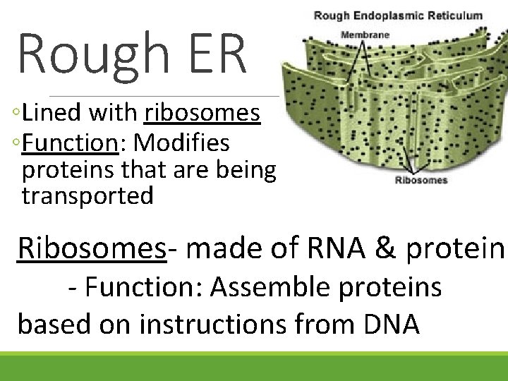 Rough ER ◦Lined with ribosomes ◦Function: Modifies proteins that are being transported Ribosomes- made