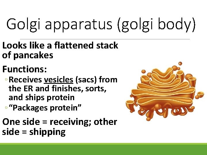 Golgi apparatus (golgi body) Looks like a flattened stack of pancakes Functions: ◦ Receives