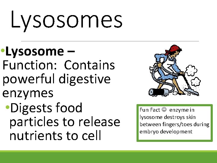 Lysosomes • Lysosome – Function: Contains powerful digestive enzymes • Digests food particles to