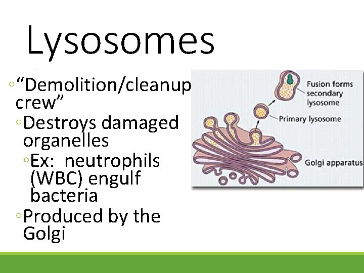 Lysosomes ◦“Demolition/cleanup crew” ◦Destroys damaged organelles ◦Ex: neutrophils (WBC) engulf bacteria ◦Produced by the