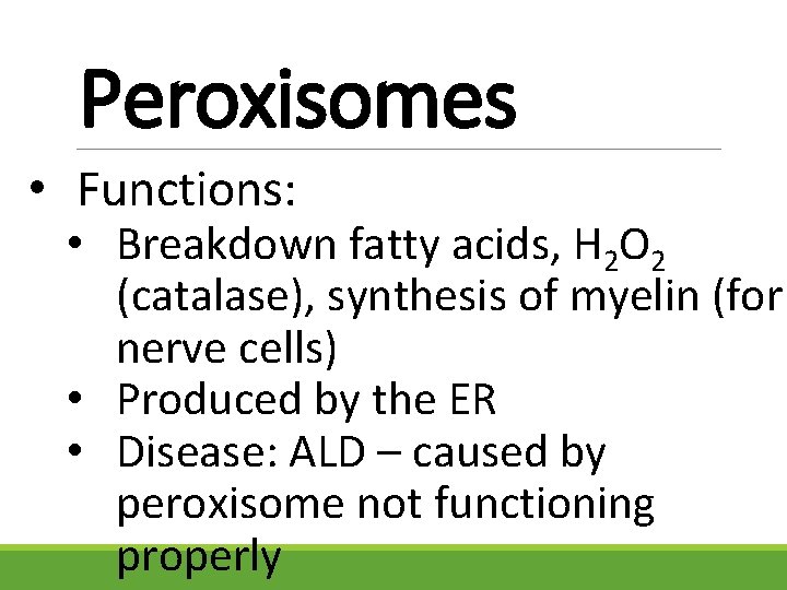 Peroxisomes • Functions: • Breakdown fatty acids, H 2 O 2 (catalase), synthesis of