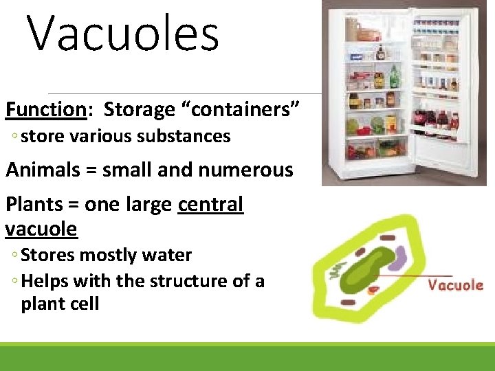 Vacuoles Function: Storage “containers” ◦ store various substances Animals = small and numerous Plants