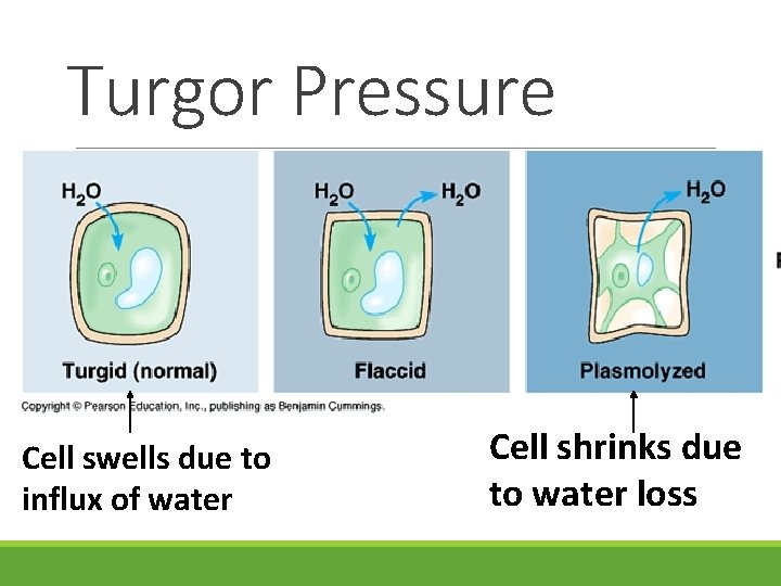 Turgor Pressure Cell swells due to influx of water Cell shrinks due to water