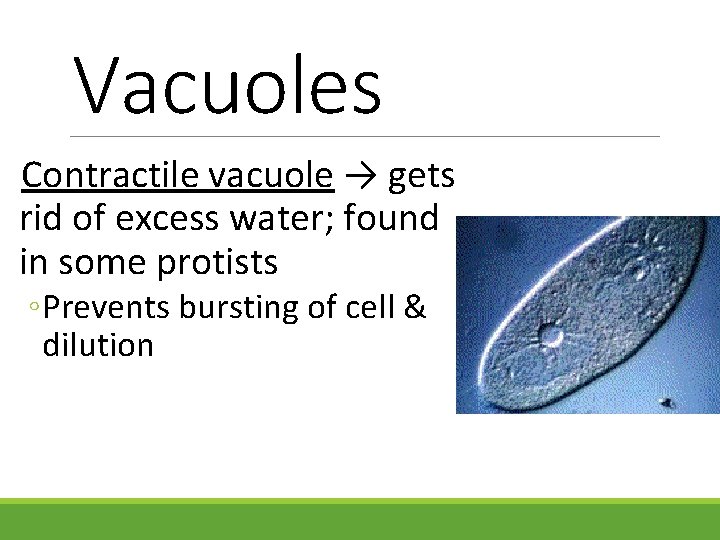 Vacuoles Contractile vacuole → gets rid of excess water; found in some protists ◦