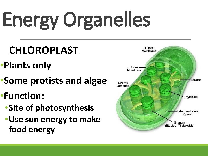 Energy Organelles CHLOROPLAST • Plants only • Some protists and algae • Function: •