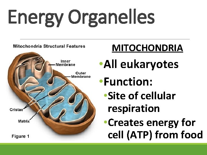 Energy Organelles MITOCHONDRIA • All eukaryotes • Function: • Site of cellular respiration •