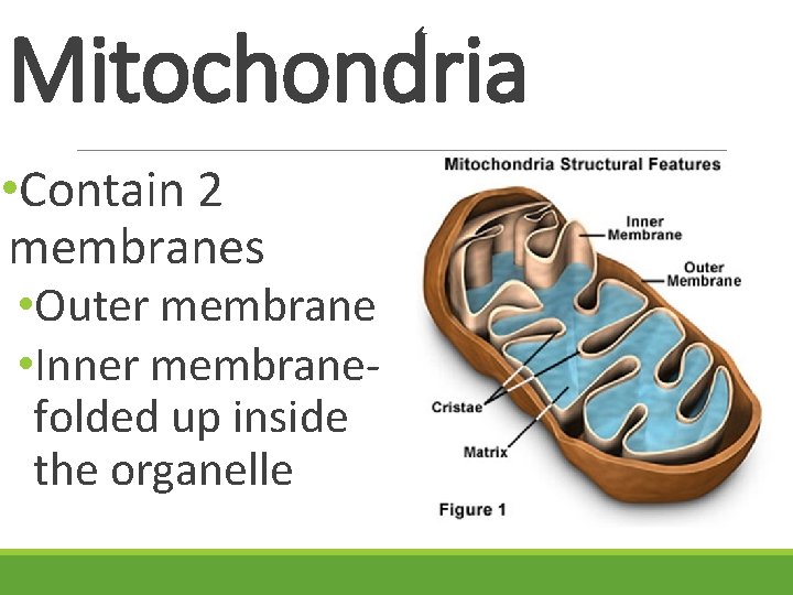 Mitochondria • Contain 2 membranes • Outer membrane • Inner membranefolded up inside the