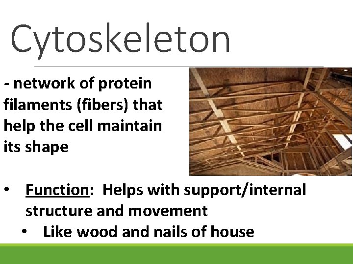 Cytoskeleton - network of protein filaments (fibers) that help the cell maintain its shape